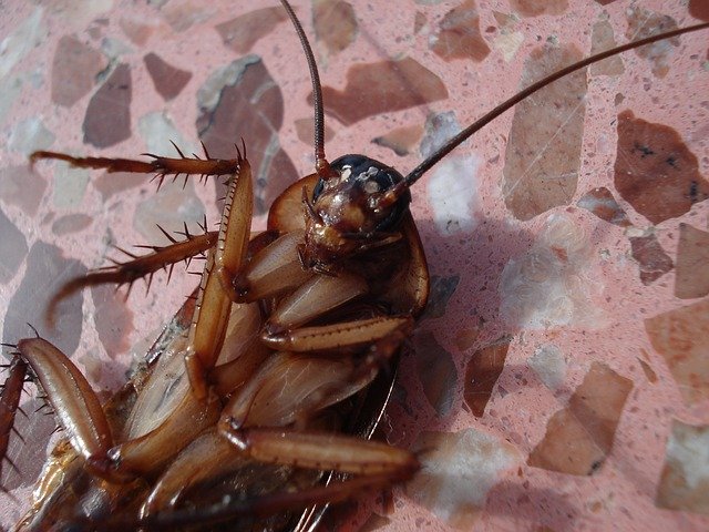 Cockroach Treatment Melbourne & Cockroach Pest Control Melbourne
