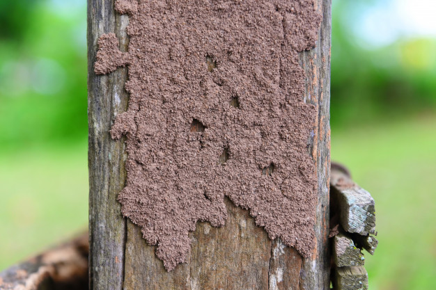 Termite Control Services Melbourne | White Ant Protection Melbourne