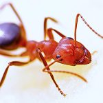 melbourne vic ant treatment