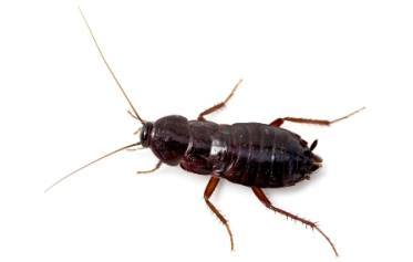 Oriental-cockroach