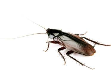 Smokey-Brown-cockroach